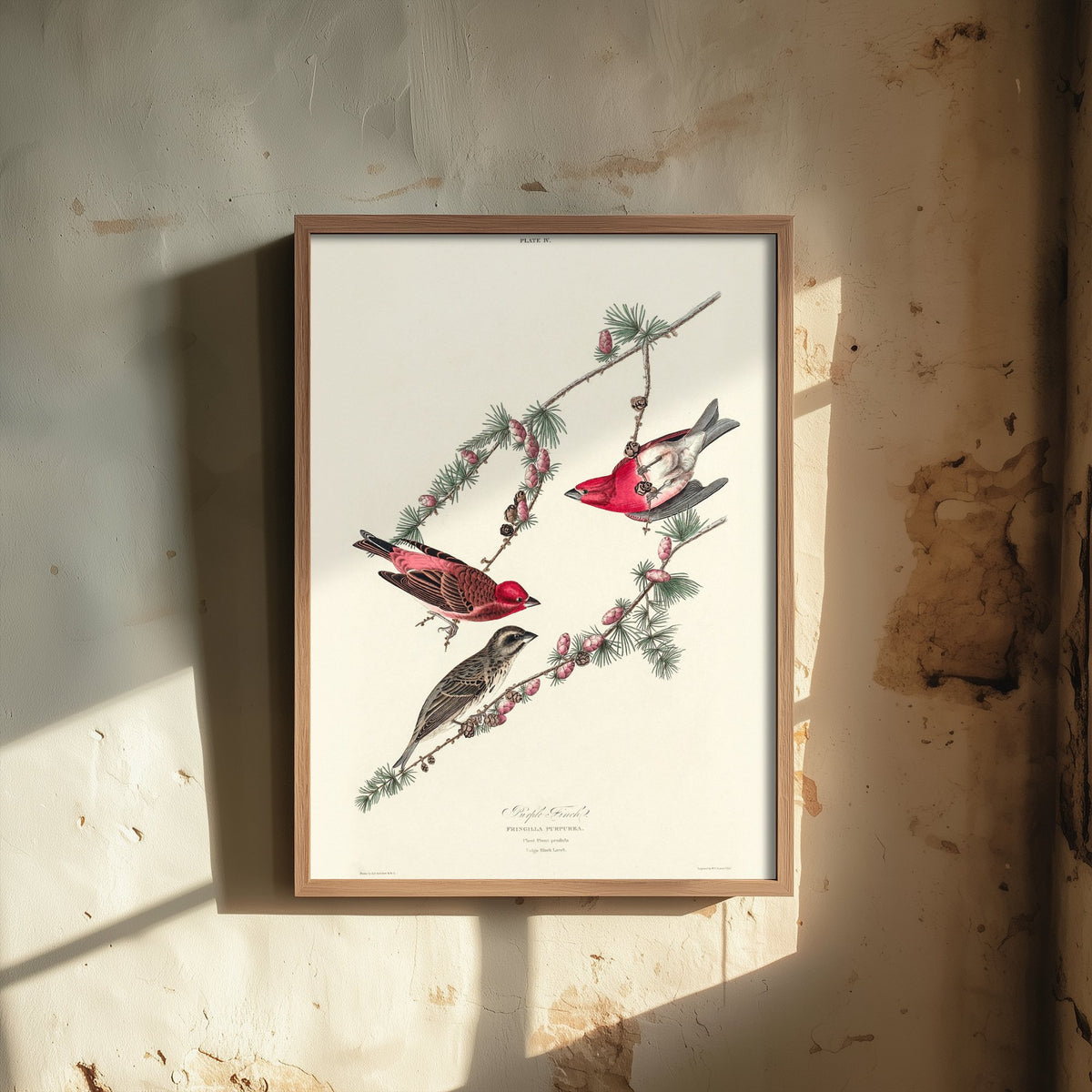 Purple Finch Art Print - John James Audubon Poster - Birds of America Vintage Illustration