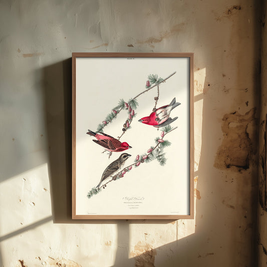 Purple Finch Art Print - John James Audubon Poster - Birds of America Vintage Illustration