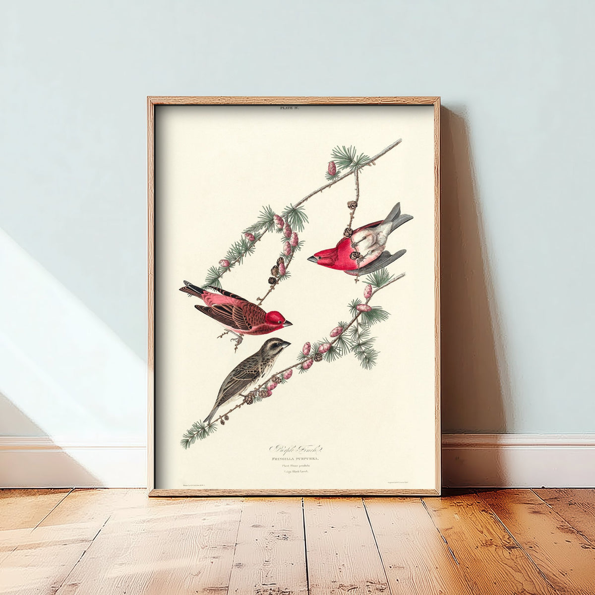 Purple Finch Art Print - John James Audubon Poster - Birds of America Vintage Illustration