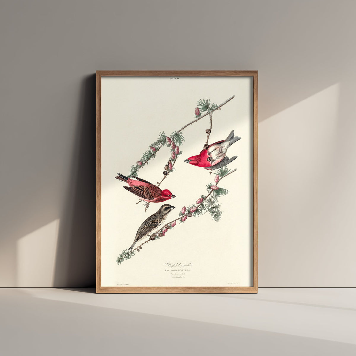 Purple Finch Art Print - John James Audubon Poster - Birds of America Vintage Illustration