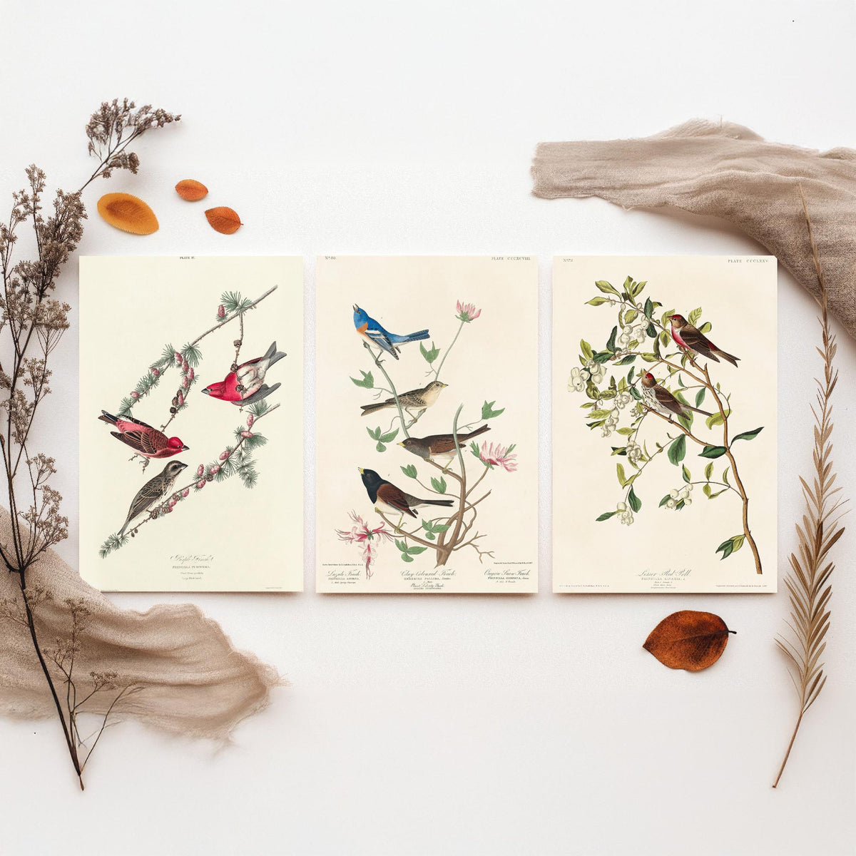 Set of Three John James Audubon Prints - Purple Finch Lazuli Finch Lesser Redpoll - 3 Bird Paintings Poster Wall Art Gift Vintage