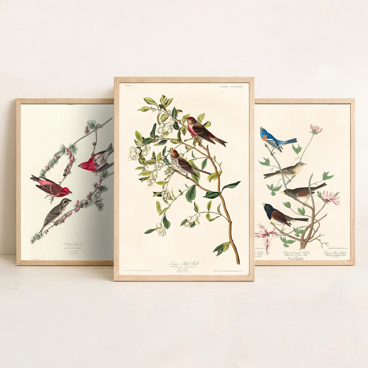 Set of Three John James Audubon Prints - Purple Finch Lazuli Finch Lesser Redpoll - 3 Bird Paintings Poster Wall Art Gift Vintage