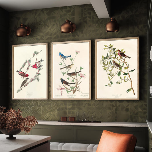 Set of Three John James Audubon Prints - Purple Finch Lazuli Finch Lesser Redpoll - 3 Bird Paintings Poster Wall Art Gift Vintage