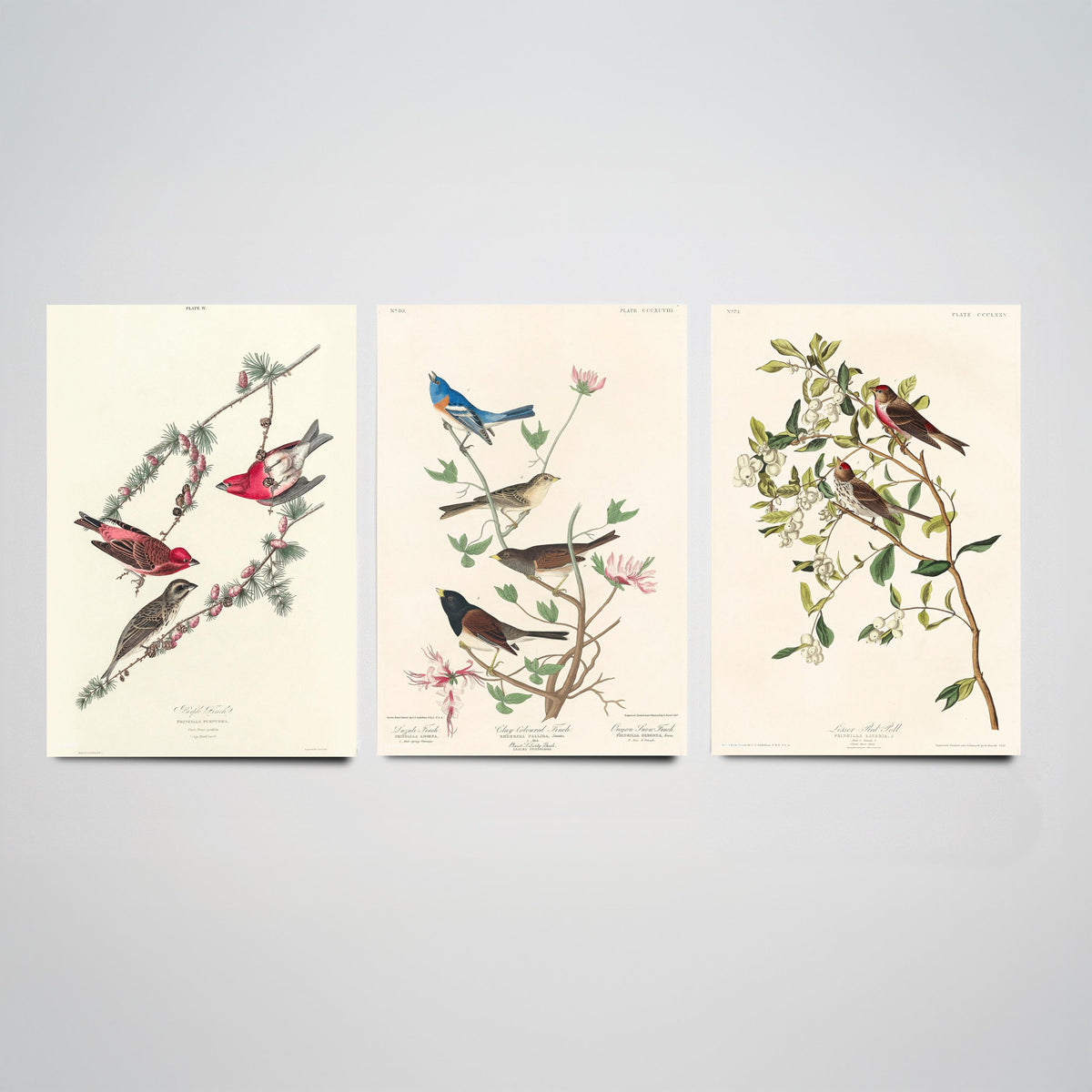 Set of Three John James Audubon Prints - Purple Finch Lazuli Finch Lesser Redpoll - 3 Bird Paintings Poster Wall Art Gift Vintage