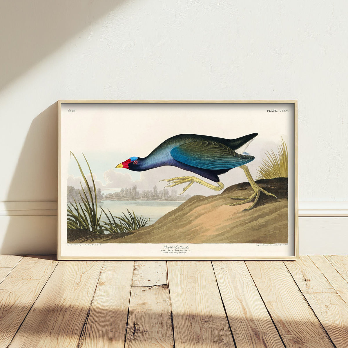 Purple Gallinule Art Print - John James Audubon Poster - Birds of America Vintage Illustration