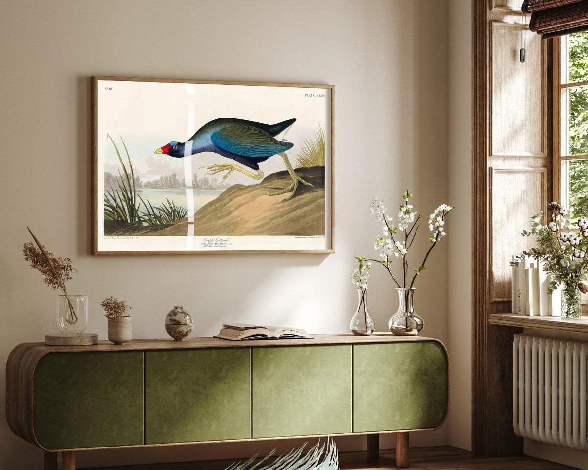 Purple Gallinule Art Print - John James Audubon Poster - Birds of America Vintage Illustration