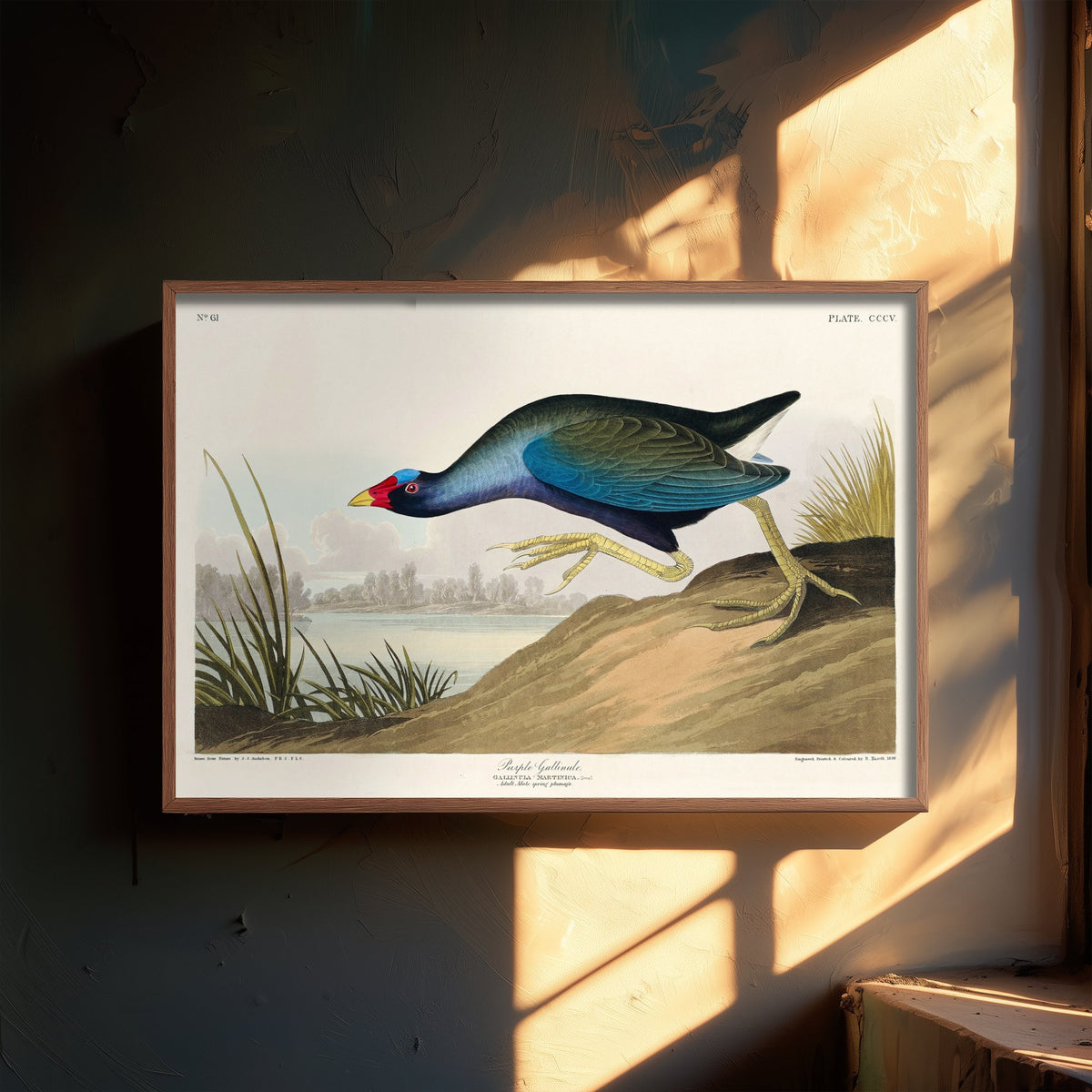Purple Gallinule Art Print - John James Audubon Poster - Birds of America Vintage Illustration