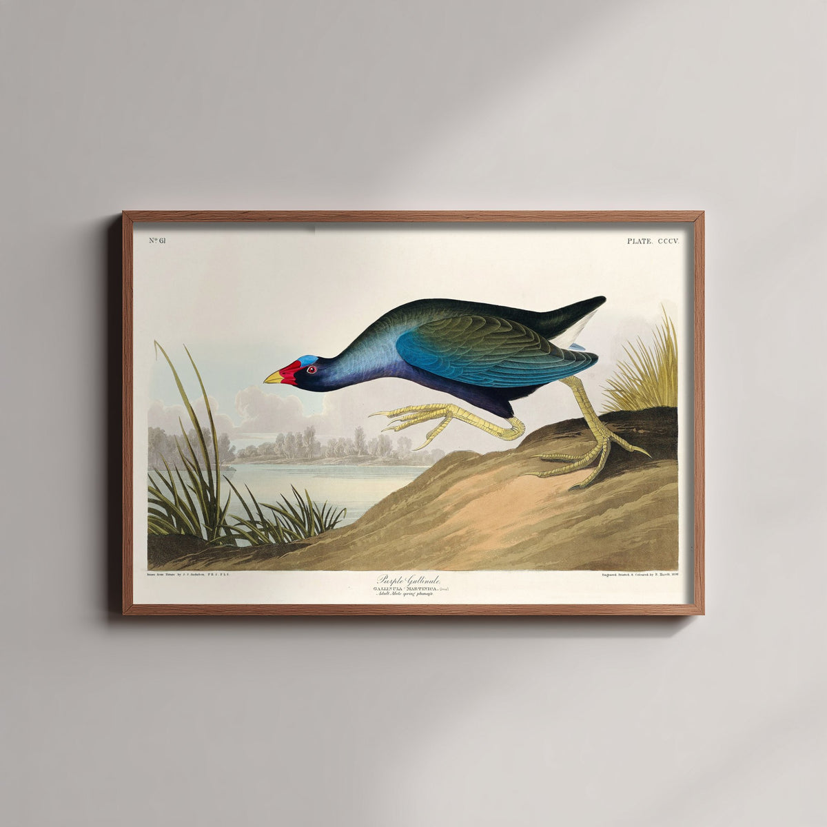 Purple Gallinule Art Print - John James Audubon Poster - Birds of America Vintage Illustration