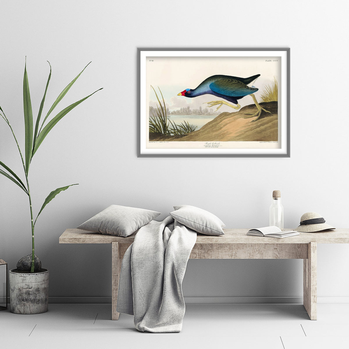 Purple Gallinule Art Print - John James Audubon Poster - Birds of America Vintage Illustration