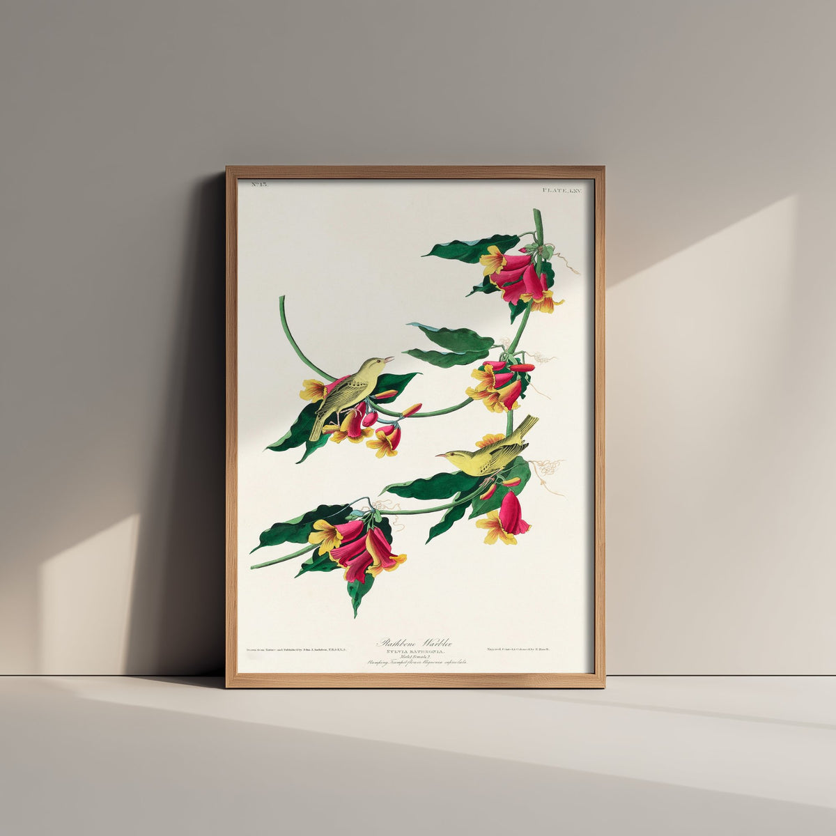 Rathbone Warbler Art Print - John James Audubon Poster - Birds of America Vintage Illustration