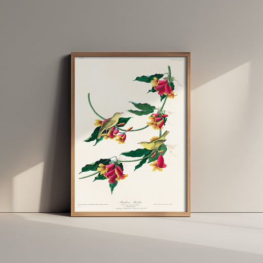 Rathbone Warbler Art Print - John James Audubon Poster - Birds of America Vintage Illustration