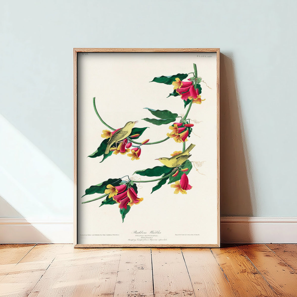 Rathbone Warbler Art Print - John James Audubon Poster - Birds of America Vintage Illustration