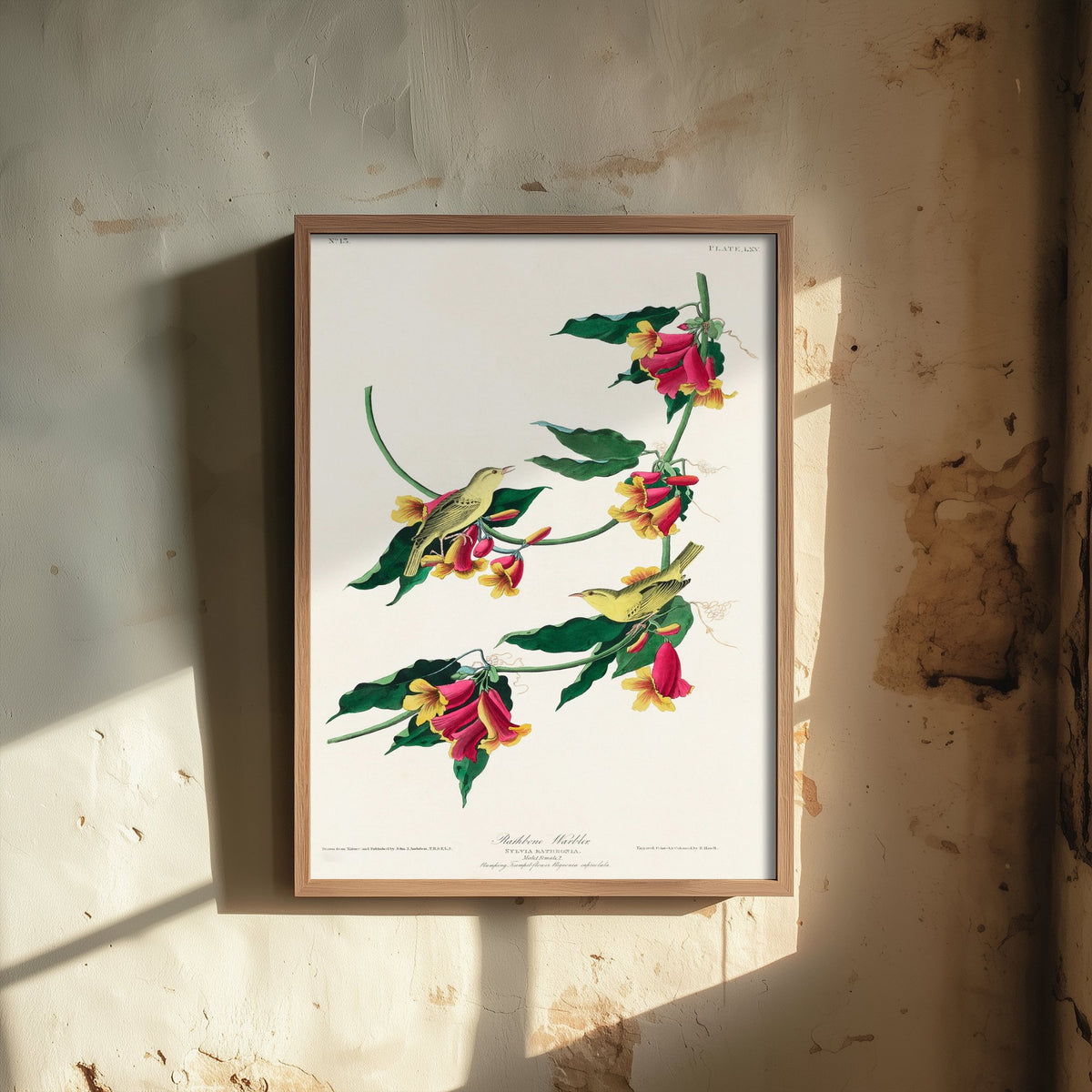 Rathbone Warbler Art Print - John James Audubon Poster - Birds of America Vintage Illustration