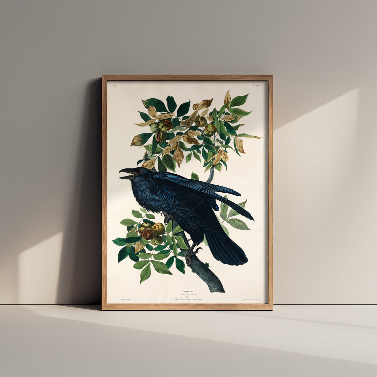 Common Raven Art Print - John James Audubon Poster - Birds of America Vintage Illustration