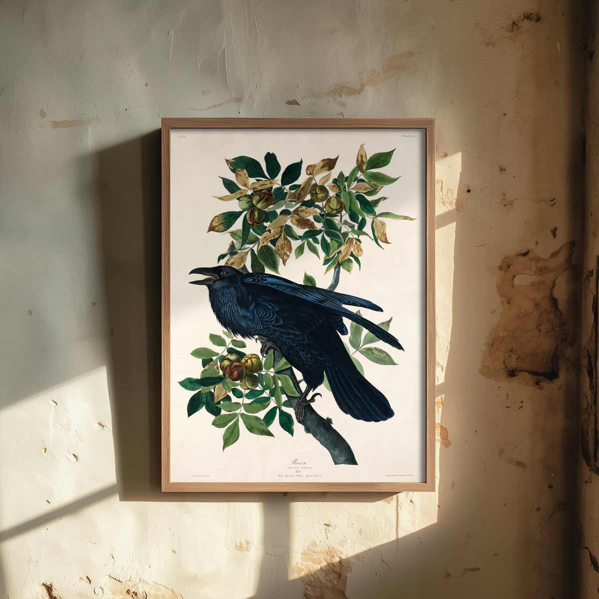 Common Raven Art Print - John James Audubon Poster - Birds of America Vintage Illustration