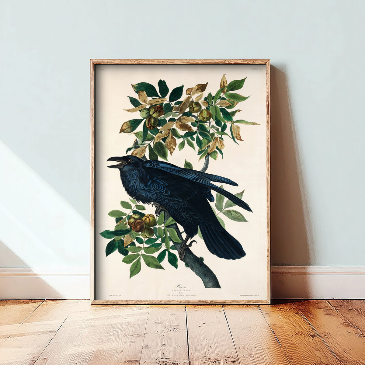 Common Raven Art Print - John James Audubon Poster - Birds of America Vintage Illustration