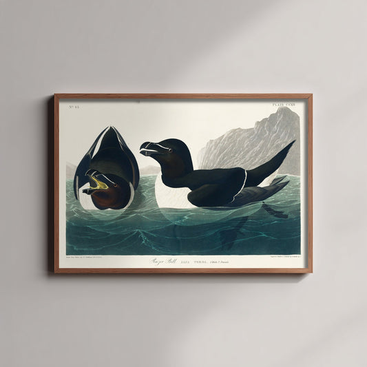 Razorbill Art Print - John James Audubon Poster - Birds of America Vintage Illustration