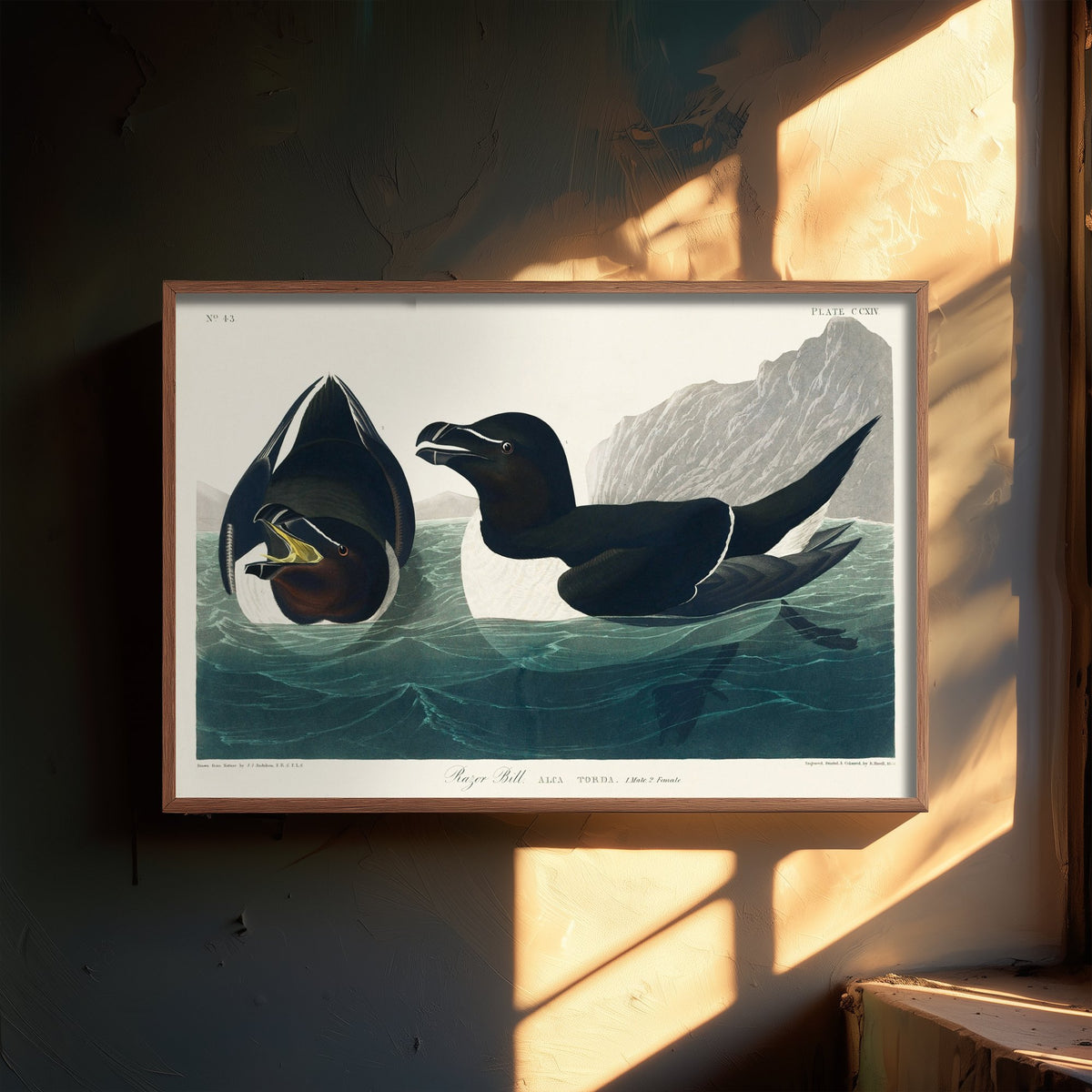 Razorbill Art Print - John James Audubon Poster - Birds of America Vintage Illustration
