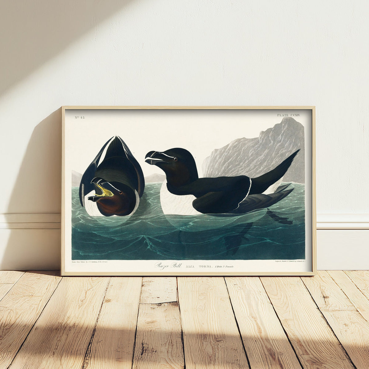 Razorbill Art Print - John James Audubon Poster - Birds of America Vintage Illustration