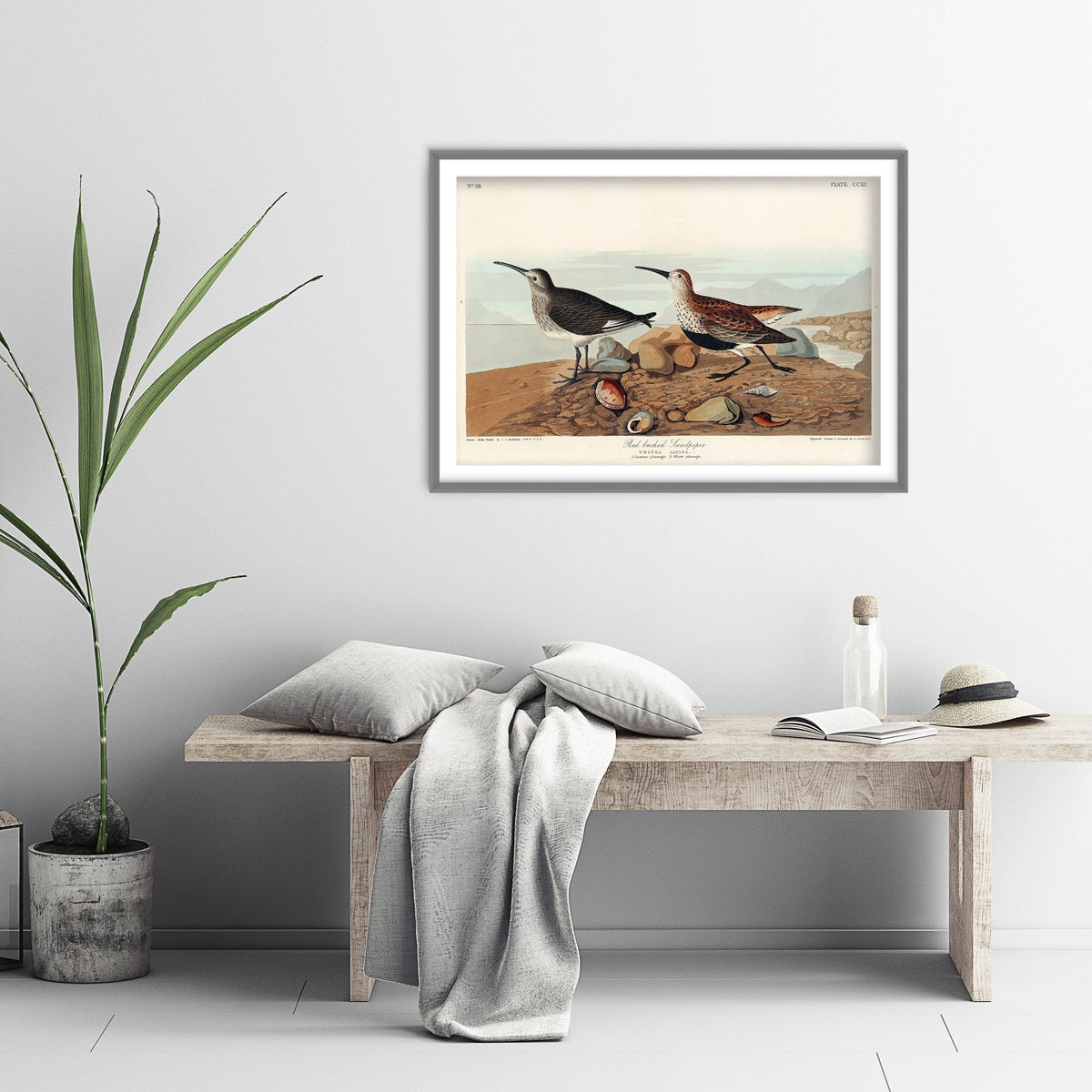 Dunlin Sandpiper Art Print - John James Audubon Poster - Birds of America Vintage Illustration