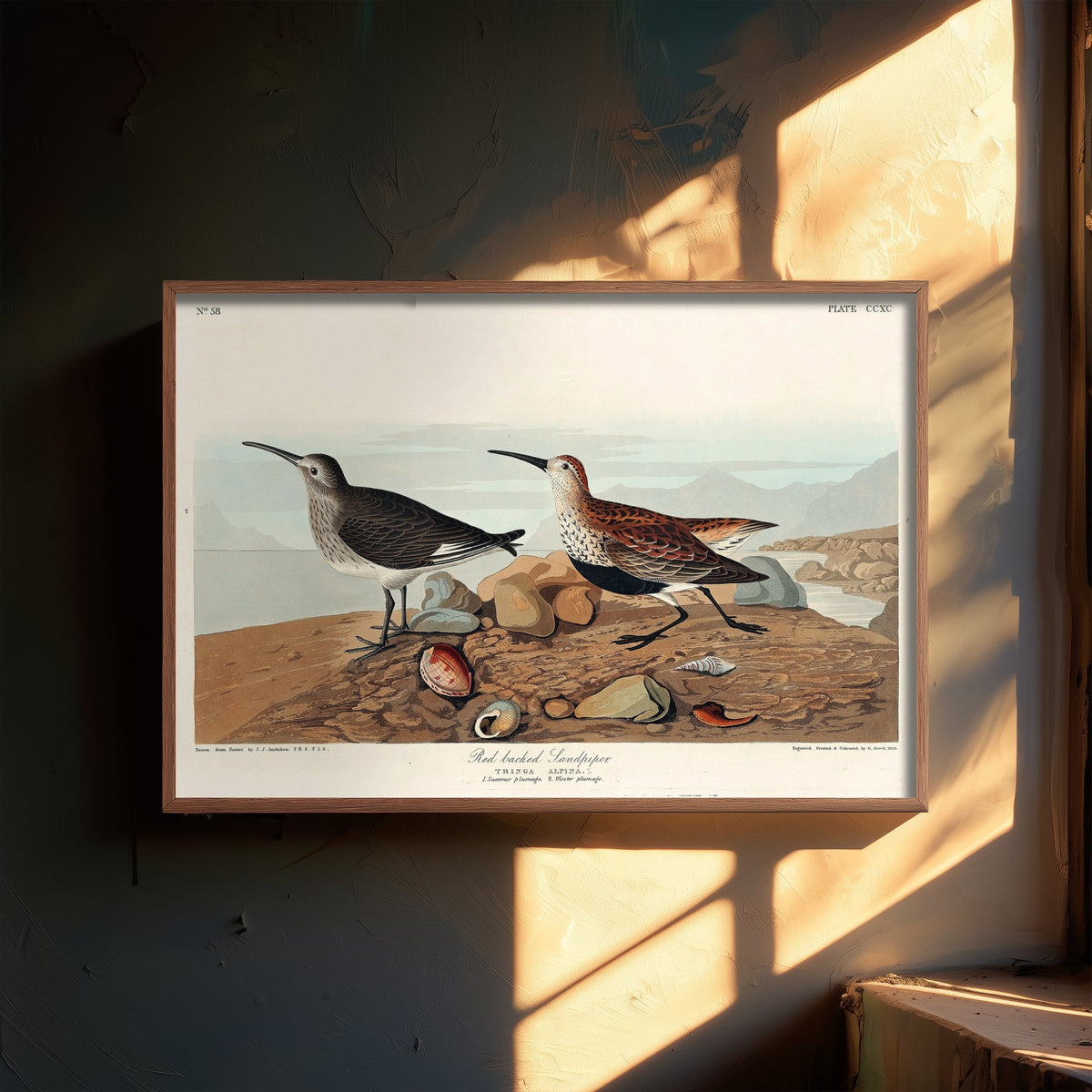 Dunlin Sandpiper Art Print - John James Audubon Poster - Birds of America Vintage Illustration