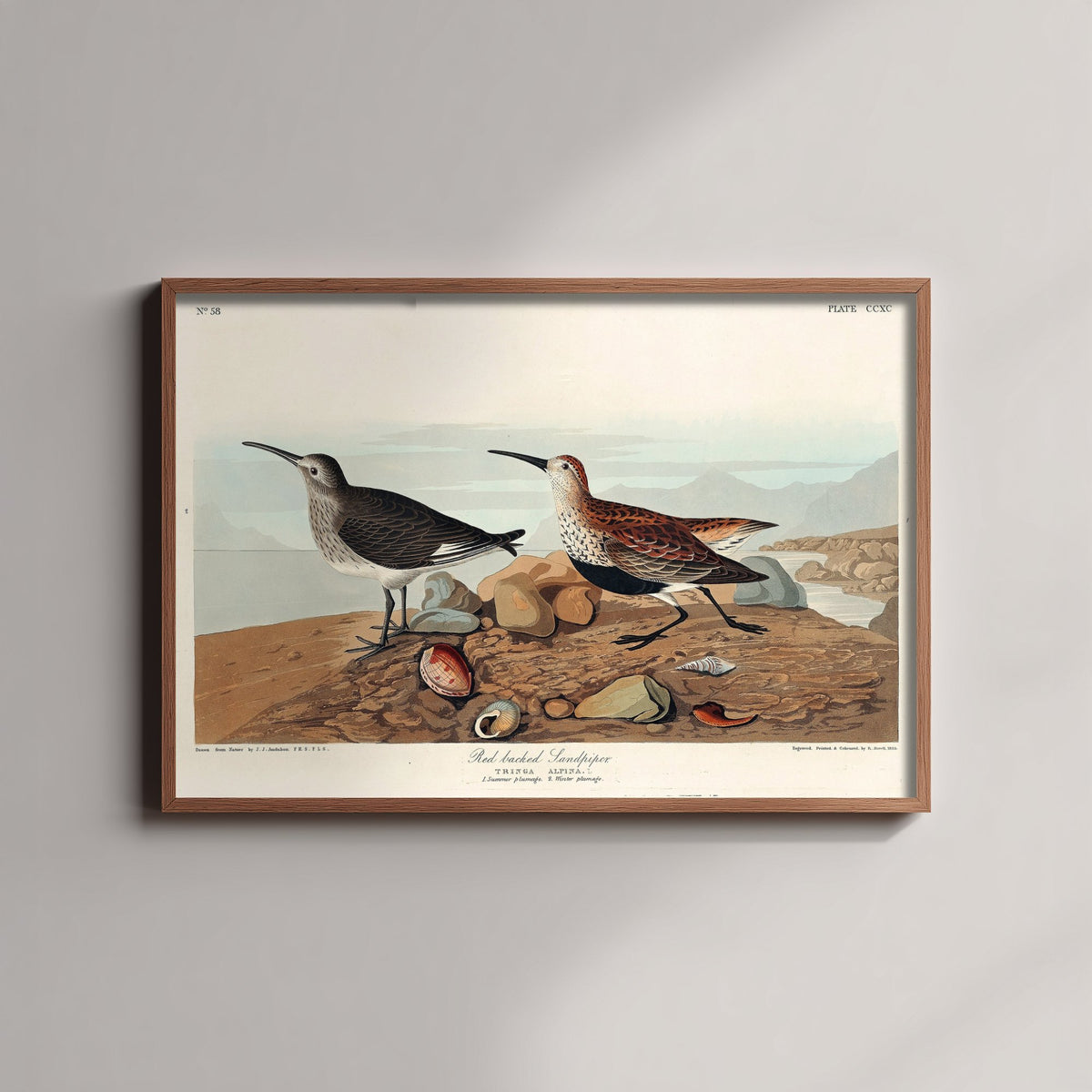 Dunlin Sandpiper Art Print - John James Audubon Poster - Birds of America Vintage Illustration