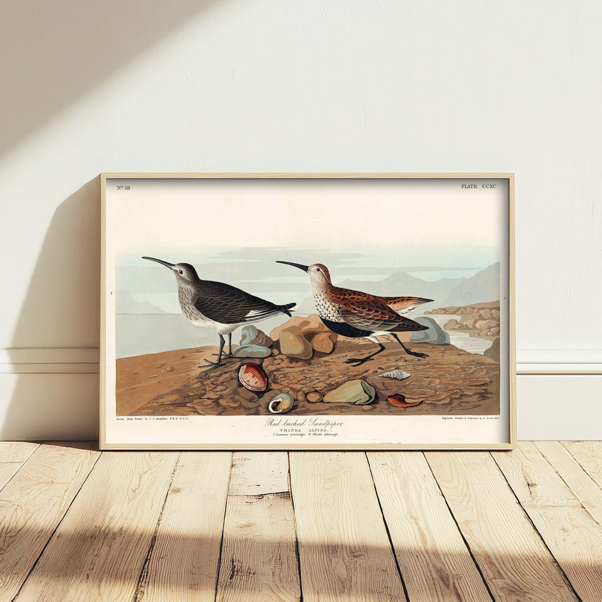 Dunlin Sandpiper Art Print - John James Audubon Poster - Birds of America Vintage Illustration