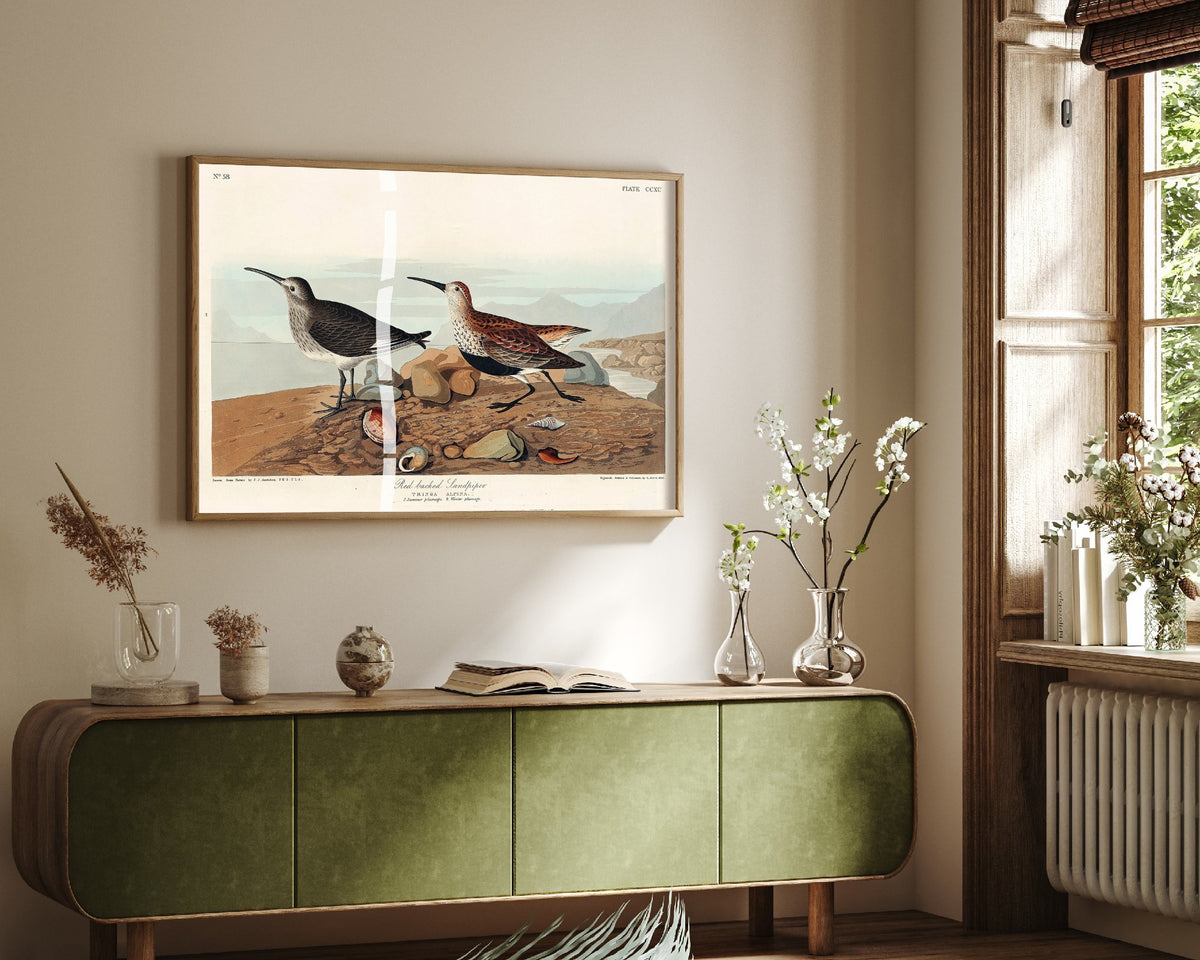 Dunlin Sandpiper Art Print - John James Audubon Poster - Birds of America Vintage Illustration