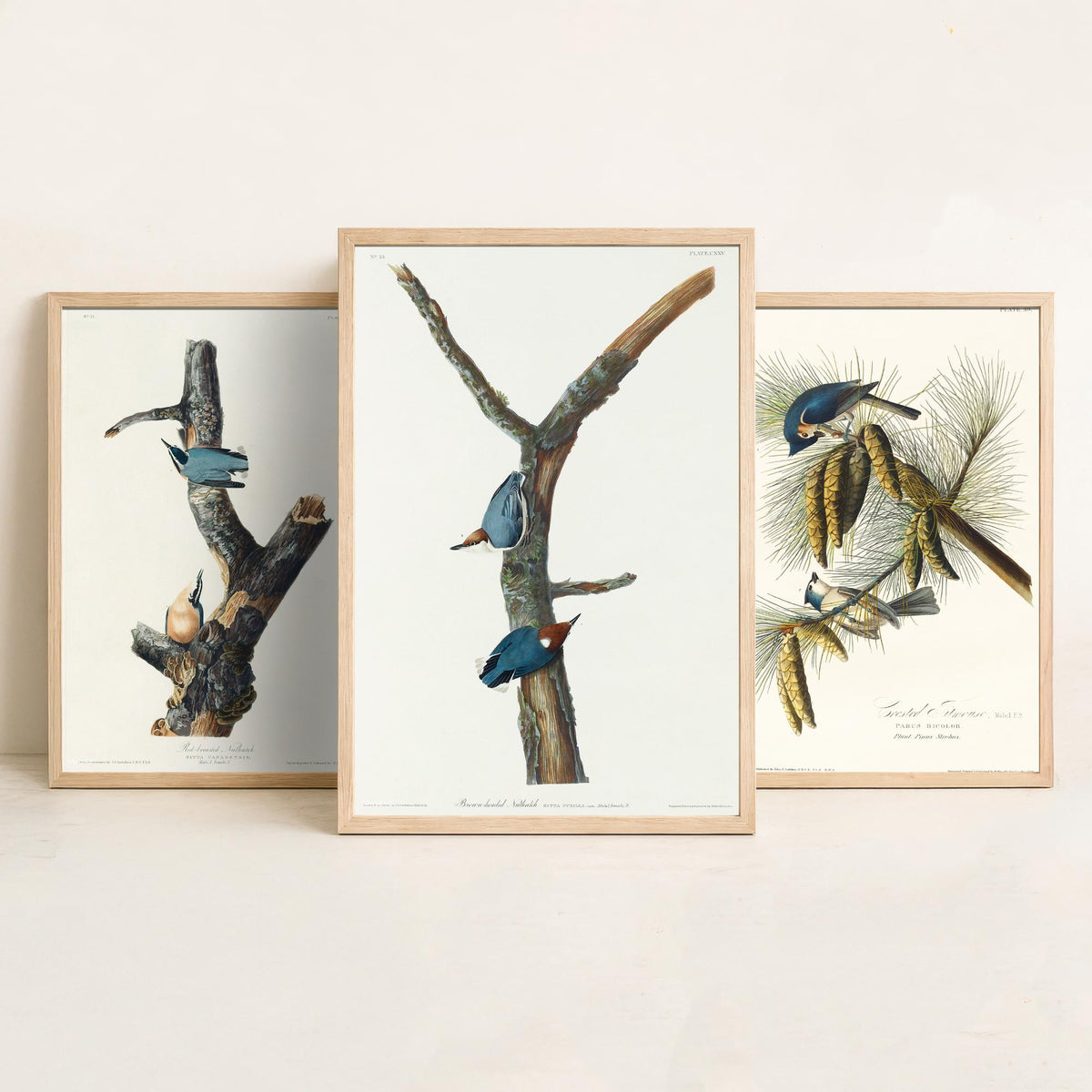 Set of Three John James Audubon Prints - Red-breasted and Brown-headed Nuthatch Crested Titmouse - 3 Bird Paintings Poster Wall Art