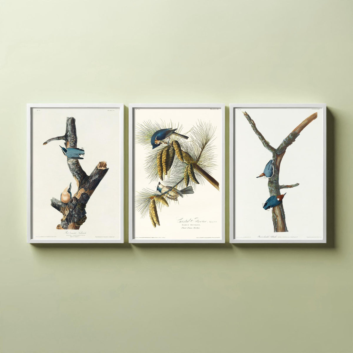 Set of Three John James Audubon Prints - Red-breasted and Brown-headed Nuthatch Crested Titmouse - 3 Bird Paintings Poster Wall Art