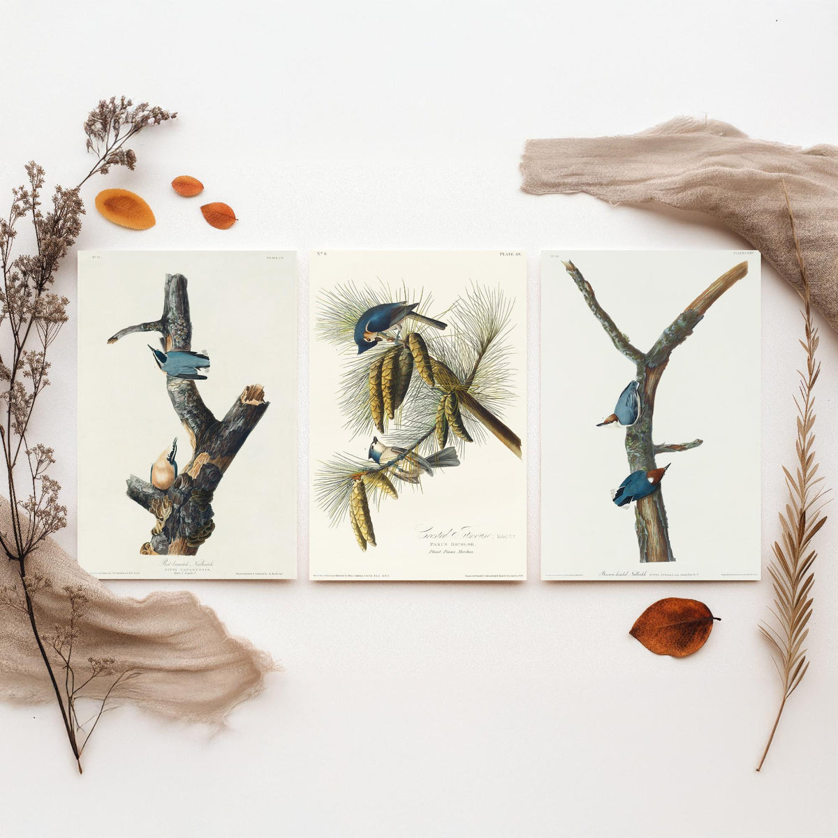 Set of Three John James Audubon Prints - Red-breasted and Brown-headed Nuthatch Crested Titmouse - 3 Bird Paintings Poster Wall Art