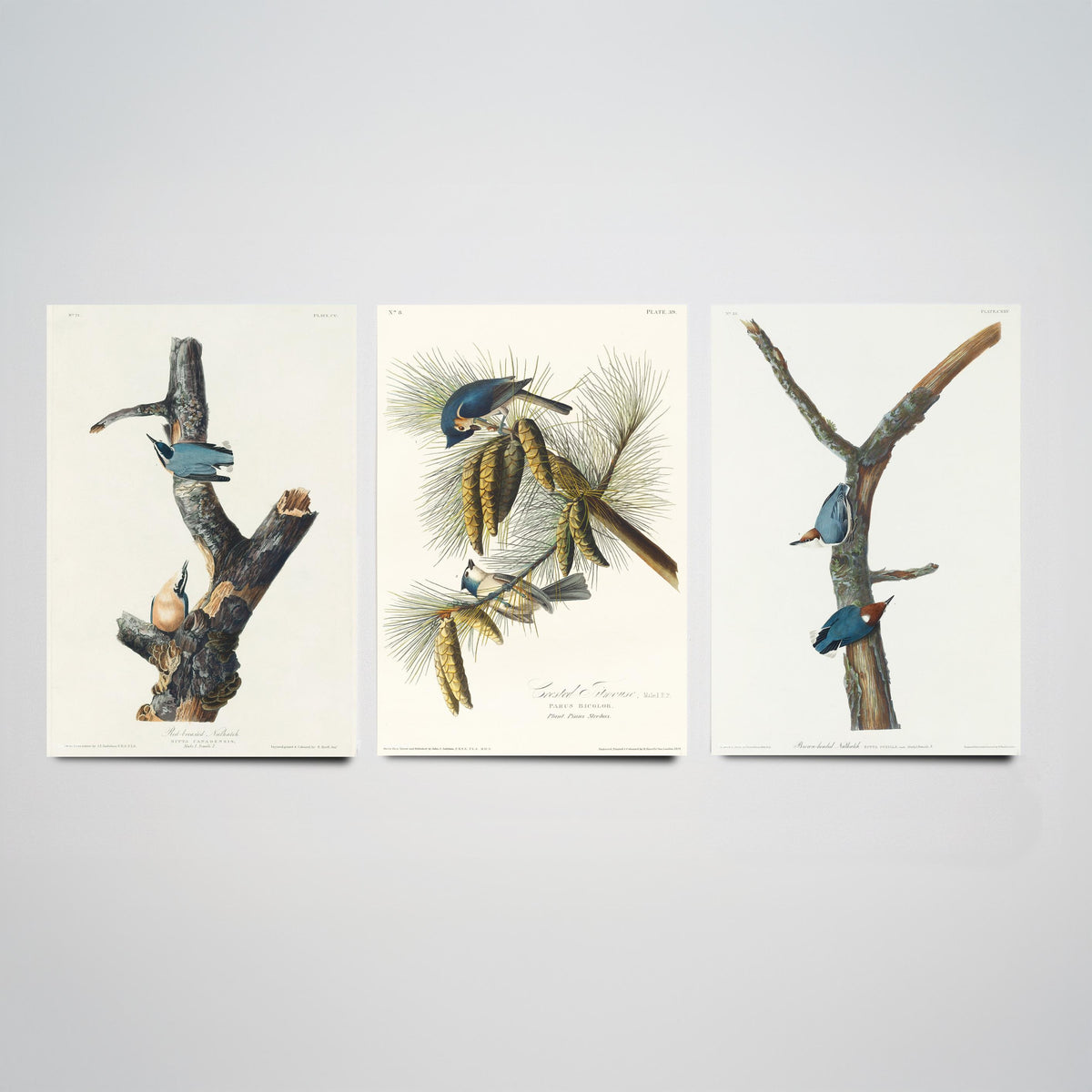 Set of Three John James Audubon Prints - Red-breasted and Brown-headed Nuthatch Crested Titmouse - 3 Bird Paintings Poster Wall Art