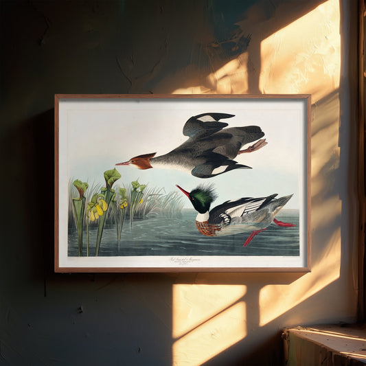Red-breasted Merganser Art Print - John James Audubon Poster - Birds of America Vintage Illustration