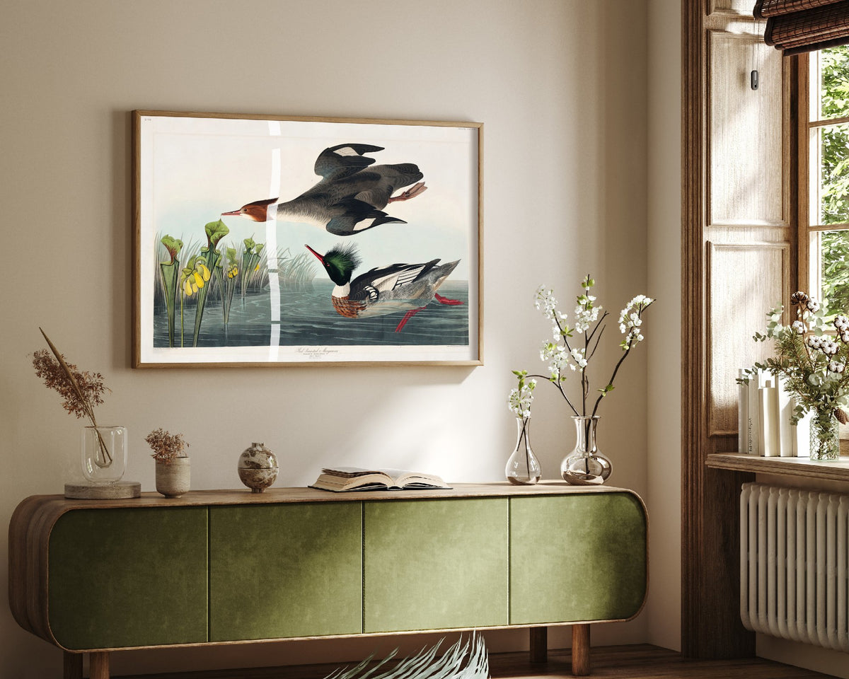 Red-breasted Merganser Art Print - John James Audubon Poster - Birds of America Vintage Illustration