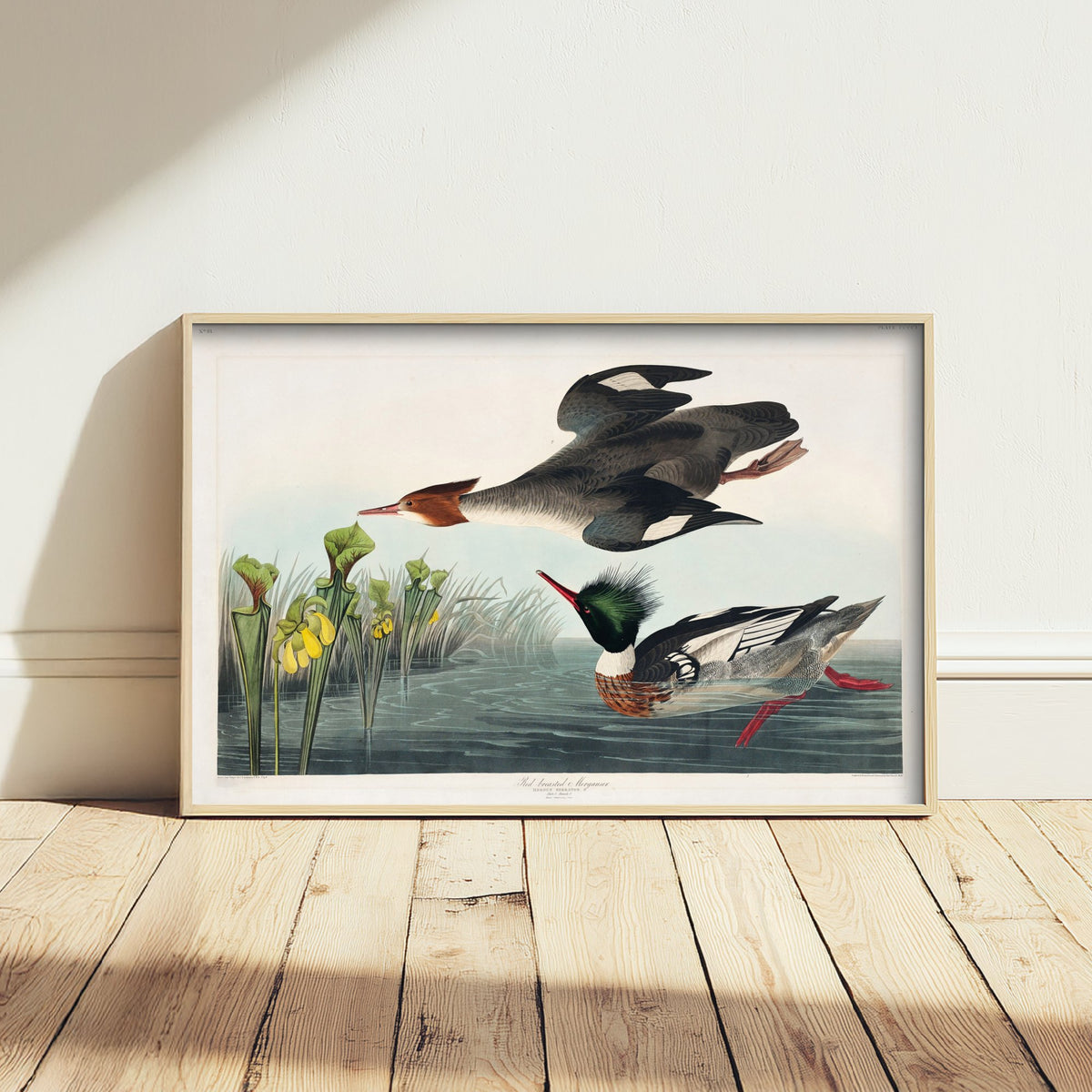 Red-breasted Merganser Art Print - John James Audubon Poster - Birds of America Vintage Illustration