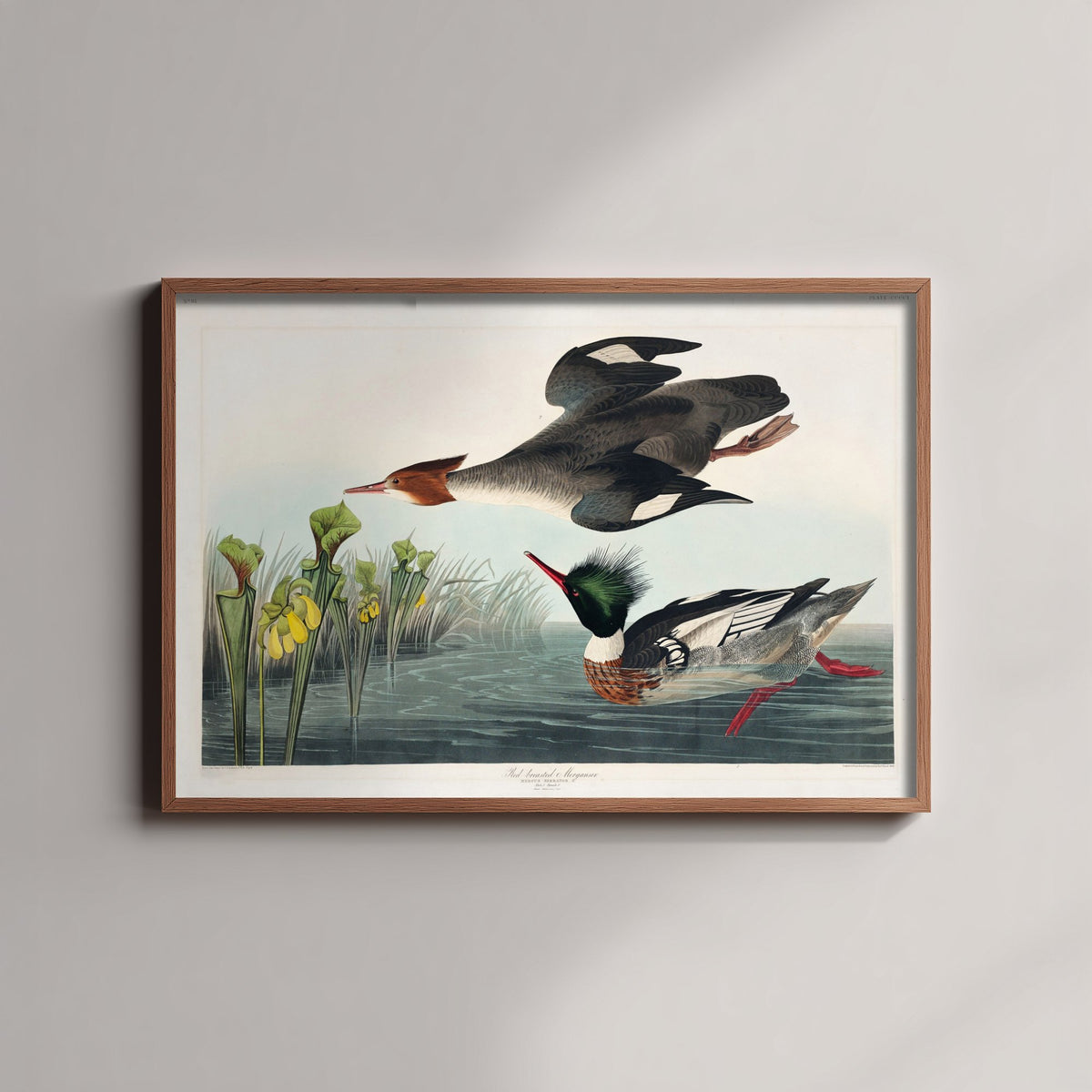 Red-breasted Merganser Art Print - John James Audubon Poster - Birds of America Vintage Illustration