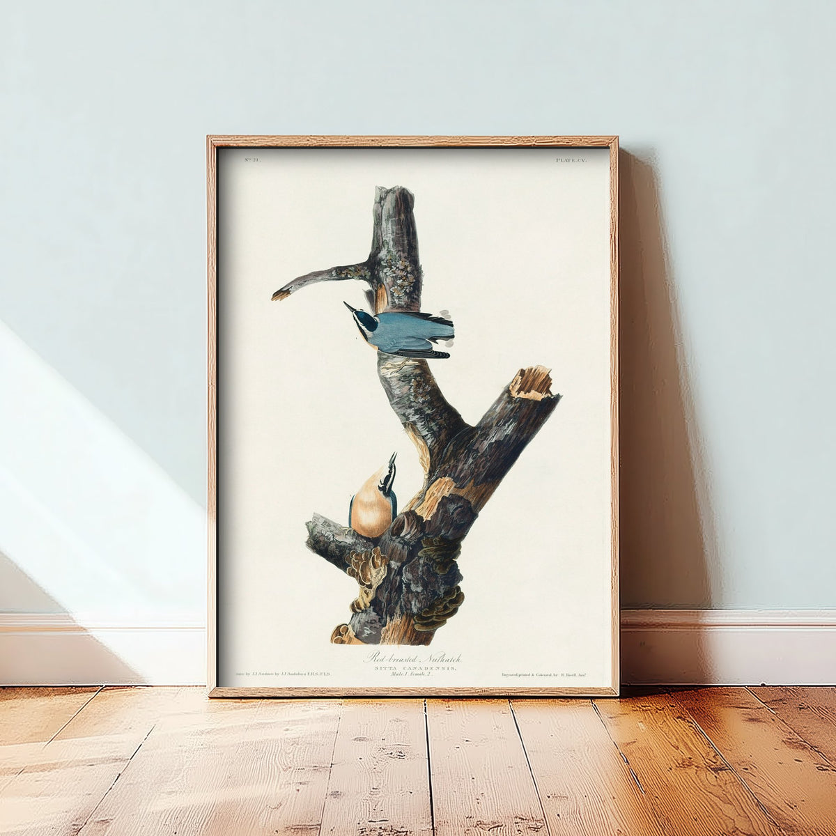 Red-breasted Nuthatch Art Print - John James Audubon Poster - Birds of America Vintage Illustration