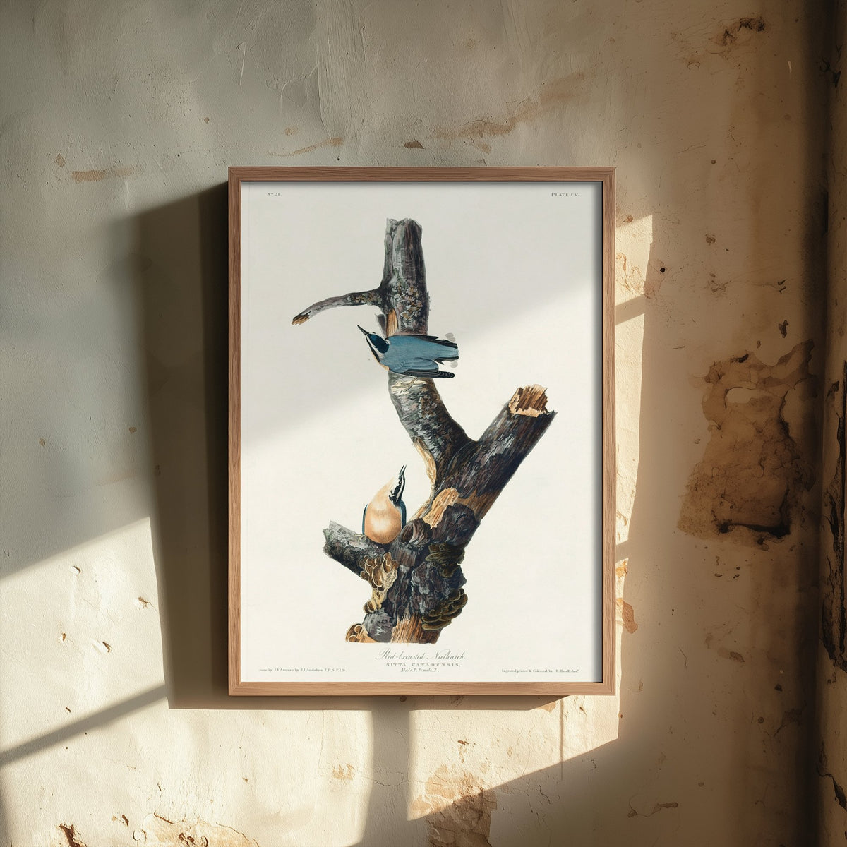Red-breasted Nuthatch Art Print - John James Audubon Poster - Birds of America Vintage Illustration