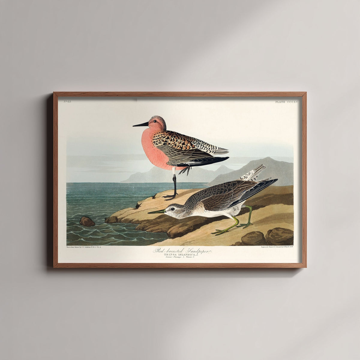 Red Knot Breeding Plumage Art Print - John James Audubon Poster - Birds of America Illustration