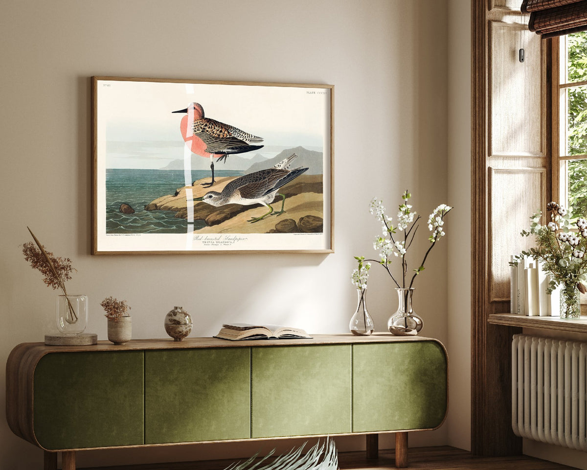 Red Knot Breeding Plumage Art Print - John James Audubon Poster - Birds of America Illustration