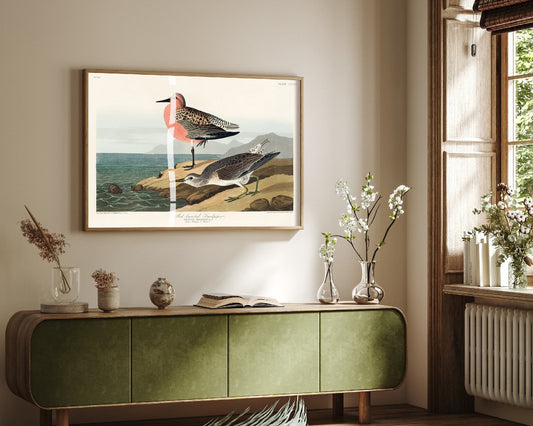 Red Knot Breeding Plumage Art Print - John James Audubon Poster - Birds of America Illustration