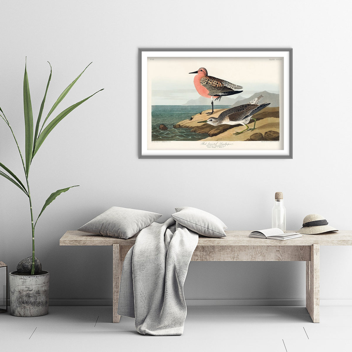 Red Knot Breeding Plumage Art Print - John James Audubon Poster - Birds of America Illustration