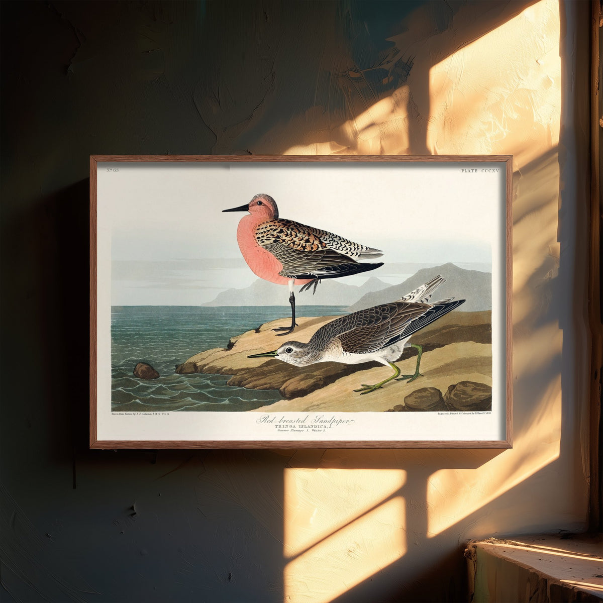 Red Knot Breeding Plumage Art Print - John James Audubon Poster - Birds of America Illustration