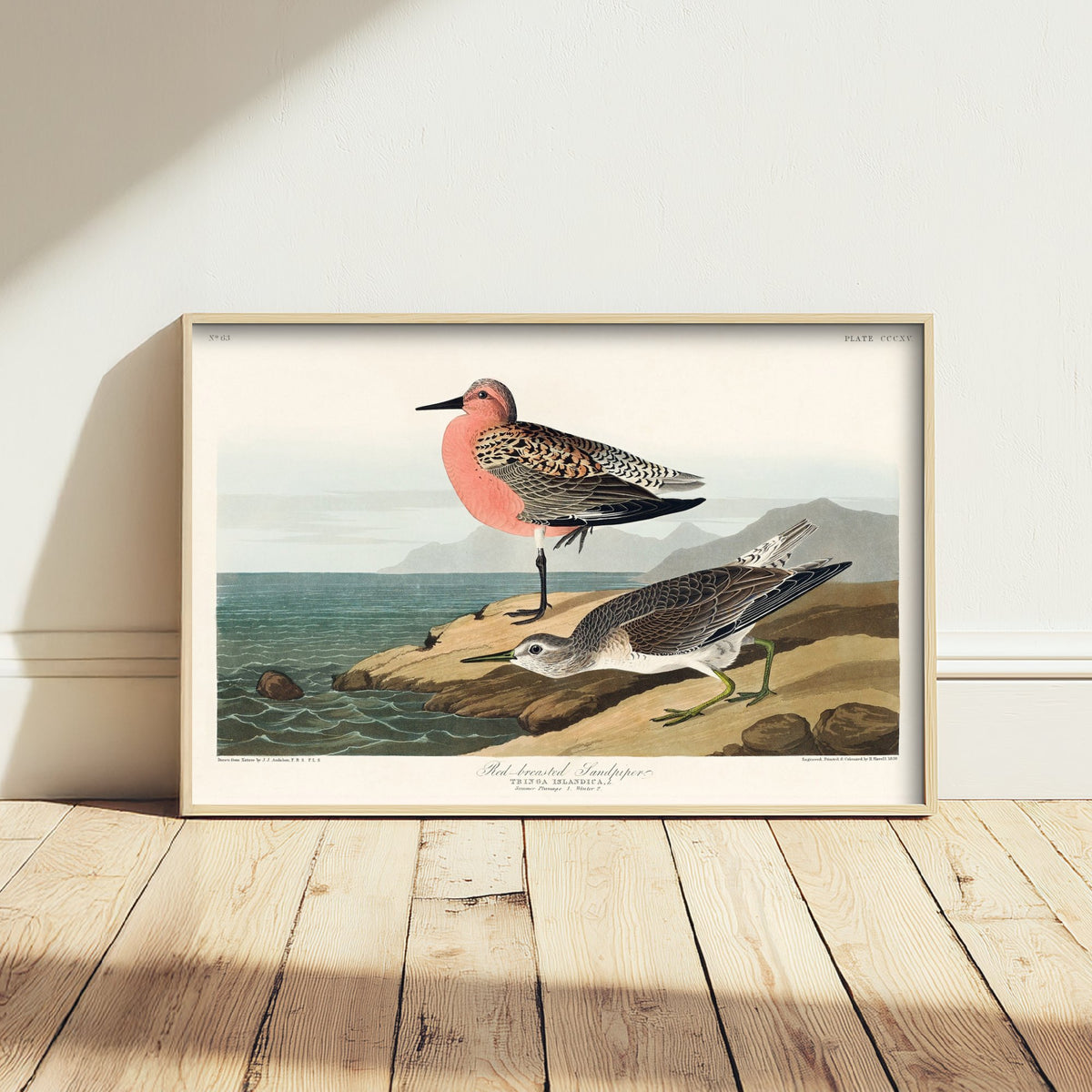 Red Knot Breeding Plumage Art Print - John James Audubon Poster - Birds of America Illustration
