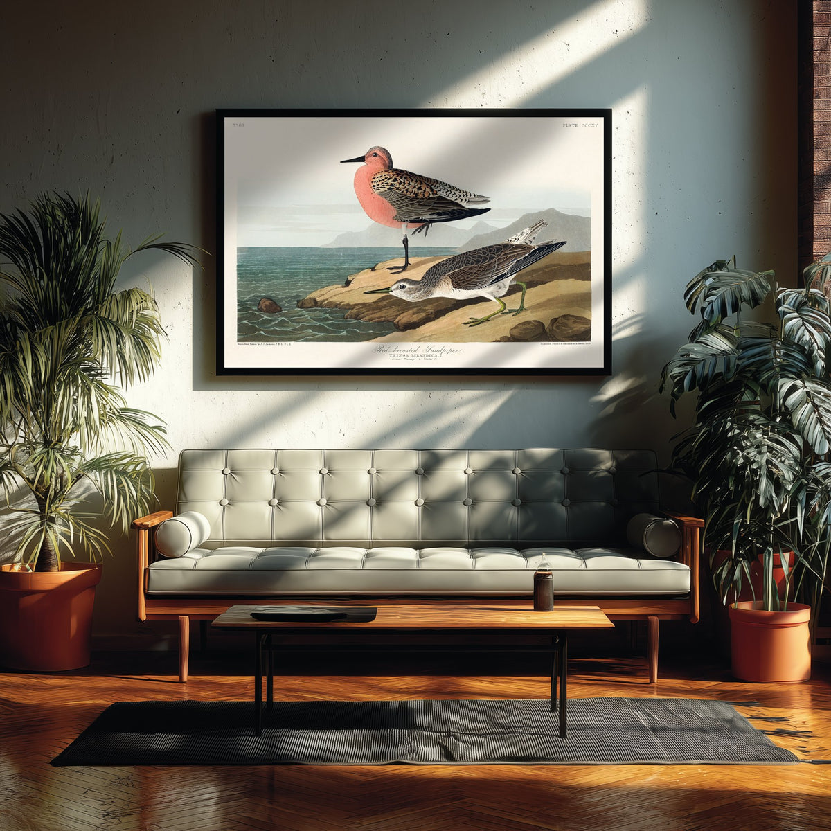 Red Knot Breeding Plumage Art Print - John James Audubon Poster - Birds of America Illustration