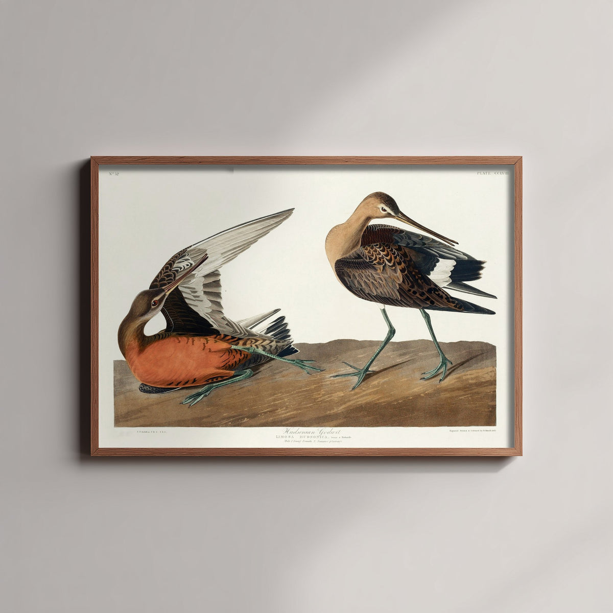 Red Knot Shorebird Art Print - John James Audubon Poster - Birds of America Vintage Illustration