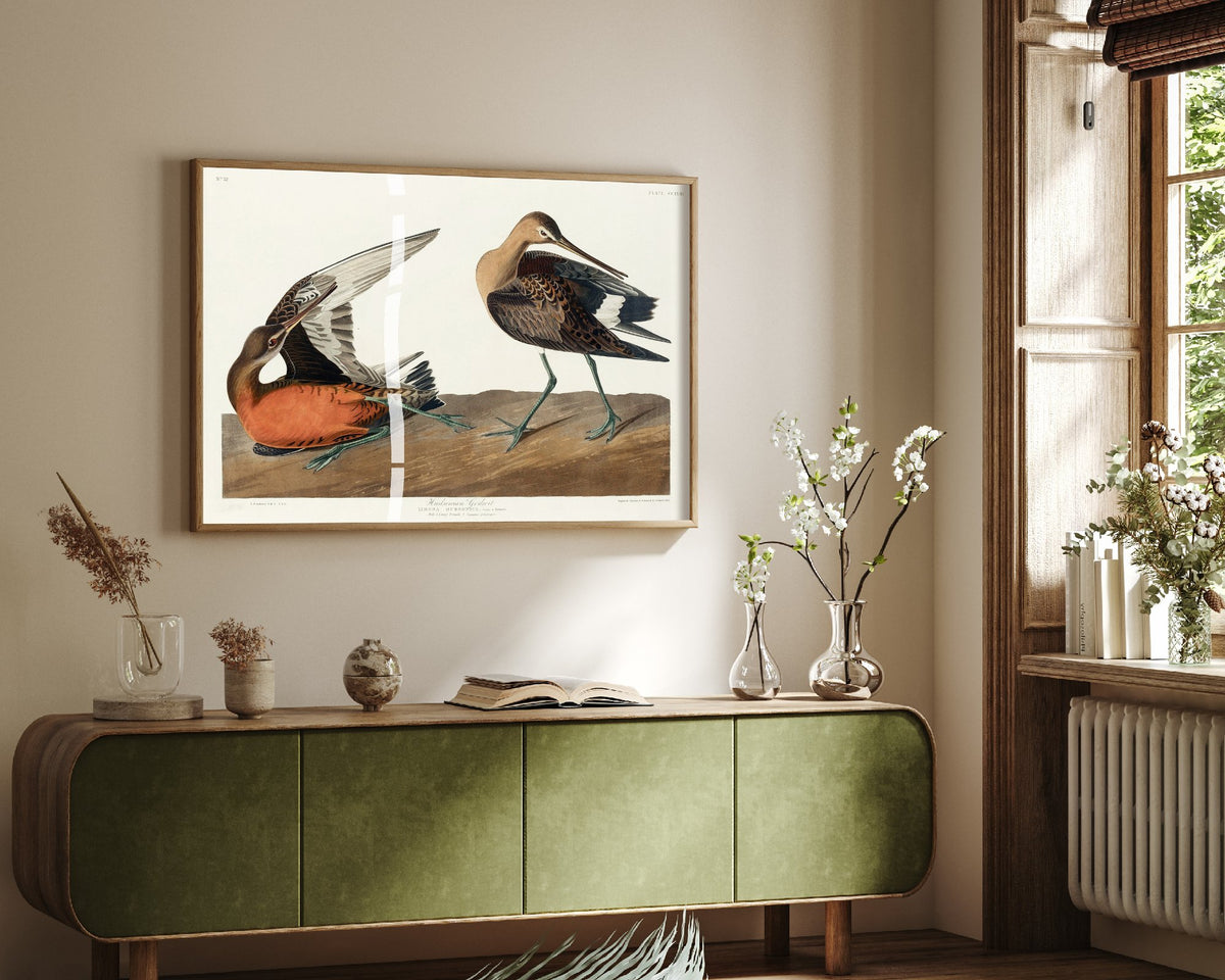 Red Knot Shorebird Art Print - John James Audubon Poster - Birds of America Vintage Illustration
