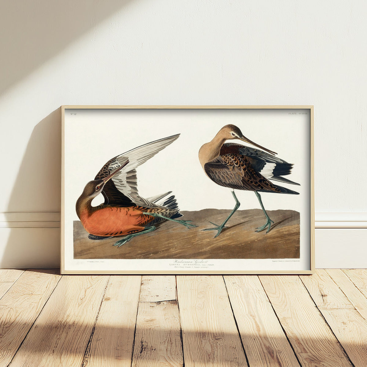 Red Knot Shorebird Art Print - John James Audubon Poster - Birds of America Vintage Illustration