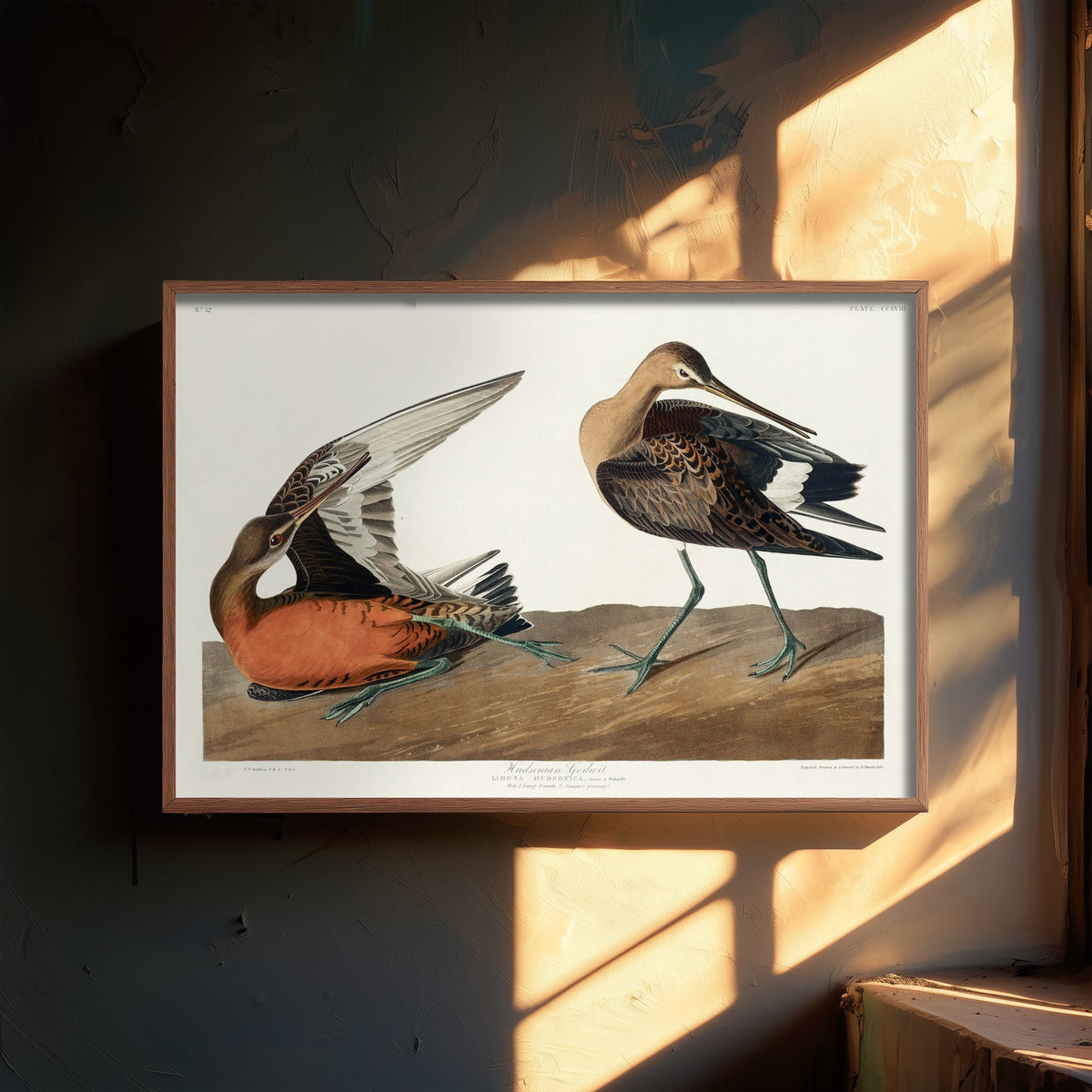 Red Knot Shorebird Art Print - John James Audubon Poster - Birds of America Vintage Illustration