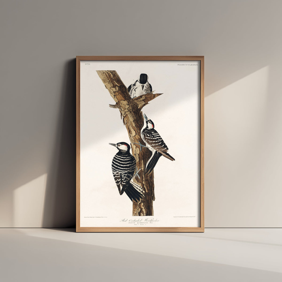 Red-cockaded Woodpecker Art Print - John James Audubon Poster - Birds of America Illustration
